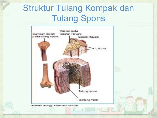 Struktur Tulang Kompak Dan Tulang Spons