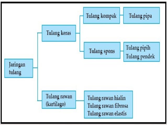 Alat gerak pasif Biologi kelas XI