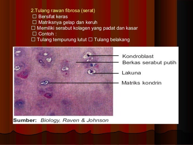 Alat gerak pasif Biologi kelas XI