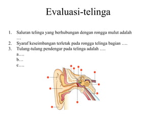 Evaluasi-telinga Saluran telinga yang berhubungan dengan rongga mulut adalah … Syaraf keseimbangan terletak pada rongga telinga bagian …. Tulang-tulang pendengar pada telinga adalah …. a…. b… c…. 