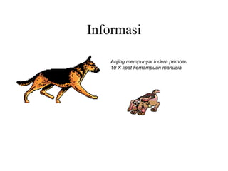Informasi Anjing mempunyai indera pembau 10 X lipat kemampuan manusia  
