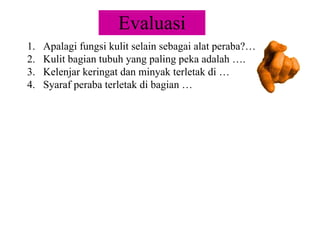 Evaluasi Apalagi fungsi kulit selain sebagai alat peraba?… Kulit bagian tubuh yang paling peka adalah …. Kelenjar keringat dan minyak terletak di … Syaraf peraba terletak di bagian … 