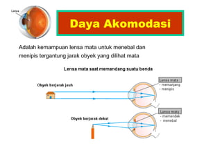 Daya Akomodasi Adalah kemampuan lensa mata untuk menebal dan menipis tergantung jarak obyek yang dilihat mata   