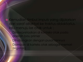  Kemudian timbul impuls yang dijalarkan
dari saraf olfaktori ke traktus oldaktorius,
lalu menuju ke otak untuk :
› Diinterpretasikan di konteks otak pada
daerah bau primer
› Dihubungkan dengan pusat lainnya
› Disimpan di korteks otak sebagai memori
(ingatan)
 