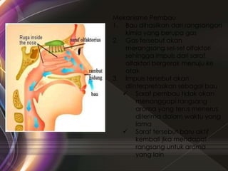 Mekanisme Pembau
1. Bau dihasilkan dari rangsangan
kimia yang berupa gas
2. Gas tersebut akan
merangsang sel-sel olfaktori
sehingga impuls dari saraf
olfaktori bergerak menuju ke
otak
3. Impuls tersebut akan
diinterpretasikan sebagai bau
 Saraf pembau tidak akan
menanggapi rangsang
aroma yang terus menerus
diterima dalam waktu yang
lama
 Saraf tersebut baru aktif
kembali jika mendapat
rangsang untuk aroma
yang lain
 