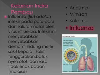  Influenza (flu) adalah
infeksi pada paru-paru
dan saluran nafas oleh
virus influenza. Infeksi ini
menyebabkan
menyebabkan
demam, hidung meler,
sakit kepala, sakit
tenggorokan,batuk
nyeri otot, dan rasa
tidak enak badan
(malaise)
• Anosmia
• Mimisan
• Salesma
• Influenza
 