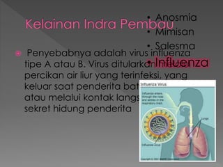  Penyebabnya adalah virus influenza
tipe A atau B. Virus ditularkan melalui
percikan air liur yang terinfeksi, yang
keluar saat penderita batuk atau bersin,
atau melalui kontak langsung dengan
sekret hidung penderita
• Anosmia
• Mimisan
• Salesma
• Influenza
 