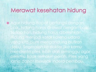  Agar hidung dapat berfungsi dengan
baik, hidung harus dirawat dengan baik.
Setiap hari, hidung harus dibersihkan.
Hidung menjadi kotor karena udara
yang kita cium mengandung butiran
debu. Segeralah ke dokter jika kamu
menderita pilek lebih dari seminggu agar
pilekmu tidak semakin parah. Pilek yang
lama dapat merusak indera pembau.
 