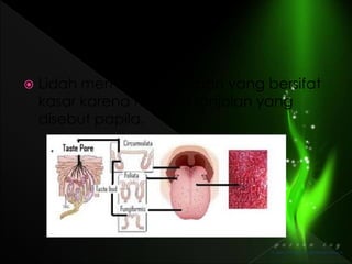  Lidah memiliki permukaan yang bersifat
kasar karena memiliki tonjolan yang
disebut papila.
 