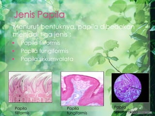 Menurut bentuknya, papila dibedakan
menjadi tiga jenis :
 Papila filiformis
 Papila fungiformis
 Papila sirkumvalata
Papila
filiformis
Papila
fungiformis
Papila
sirkumvalata
 