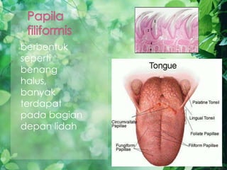 berbentuk
seperti
benang
halus,
banyak
terdapat
pada bagian
depan lidah
 