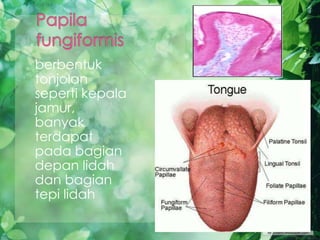 berbentuk
tonjolan
seperti kepala
jamur,
banyak
terdapat
pada bagian
depan lidah
dan bagian
tepi lidah
 
