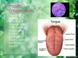 berbentuk
bulat,
tersusun
seperti huruf
V terbalik di
belakang
lidah
(pangkal
lidah) yang
berjumlah 7-9
buah
 