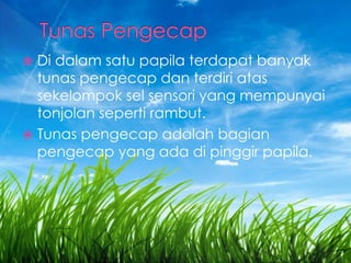  Di dalam satu papila terdapat banyak
tunas pengecap dan terdiri atas
sekelompok sel sensori yang mempunyai
tonjolan seperti rambut.
 Tunas pengecap adalah bagian
pengecap yang ada di pinggir papila.
 