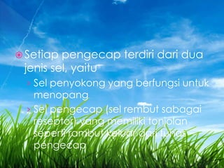  Setiap pengecap terdiri dari dua
jenis sel, yaitu
› Sel penyokong yang berfungsi untuk
menopang
› Sel pengecap (sel rembut sabagai
reseptor) yang memiliki tonjolan
seperti rambut keluar dari tunas
pengecap
 
