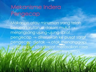 Makanan atau minuman yang telah
berupa larutan di dalam mulut →
merangsang ujung-ujung saraf
pengecap → diteruskan ke pusat saraf
pengecap diotak → otak menanggapi
rangsang → kita dapat merasakan rasa
suatu jenis makanan atau minuman
 