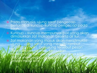  Pada manusia, ujung saraf pengecap
berlokasi di kuncup-kuncup pengecap pada
lidah.
 Kuncup – kuncup mempunyai pori yang akan
dimasukkan zat makanan beserta air liur.
 Zat makanan yang masuk akan menstimulasi
ujung – ujung saraf yang memiliki rambut
(Gustatory hair). Dari ujung tersebut pesan
akan dibawa ke otak, kemudian
diinterpretasikan dan sebagai hasilnya kita
dapat mengecap makanan yang masuk ke
dalam mulut kita.
 