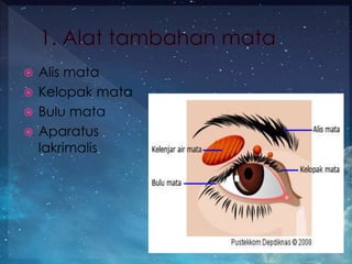  Alis mata
 Kelopak mata
 Bulu mata
 Aparatus
lakrimalis
 