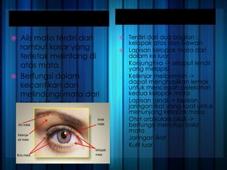 ALIS
MAT
A
Kelo
pak
mata
 Alis mata terdiri dari
rambut kasar yang
terletak melintang di
atas mata.
 Berfungsi dalam
kecantikan dan
melindungi mata dari
keringat yang
mengalir di dahi
 Terdiri dari dua bagian :
kelopak atas dan bawah
 Lapisan kelopak mata dari
dalam ke luar :
- Konjungtiva -> selaput lendir
yang melapisi
- Kelenjar meibomian ->
dapat menghasilkan lemak
untuk mencegah pelekatan
kedua kelopak mata
- Lapisan tarsal -> lapisan
jaringan ikat yang kuat untuk
menunjang kelopak mata
- Otot orbikularis okuli ->
berfungsi menutup bola
mata
- Jaringan ikat
- Kulit luar
 