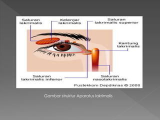 Gambar struktur Aparatus lakrimalis
 