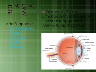 Ada 3 lapisan :
1. Tunika fibrosa
2. Tunika
vaskuola
3. Tunika
nervosa
 Diameter : 2,5 cm
5 / 6 bagiannya terbenam
dalam rongga mata
1/6nya tampak dari luar
 