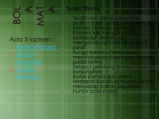 Ada 3 lapisan :
1. Tunika fibrosa
2. Tunika
vaskuola
3. Tunika
nervosa
Tunika fibrosa
- Terdiri dari sklera (berwarna
putih + tidak tembus cahaya) &
kornea (tembus cahaya)
- Kornea tdk mengandung
pembuluh darah, tapi
mengandung banyak serabut
saraf
- Fungsi kornea membantu
memfokuskan bayangan benda
pada retina
- Selaput pelidung kornea disebut
konjungtiva
- Batas kornea dan sklera
terdapat kanalis schlemm (untuk
menyerap cairan aqueous
humor bola mata)
 