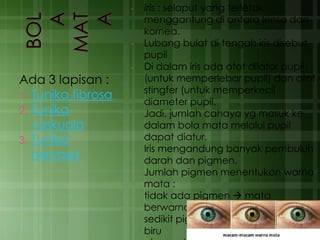 Ada 3 lapisan :
1. Tunika fibrosa
2. Tunika
vaskuola
3. Tunika
nervosa
- Iris : selaput yang terletak
menggantung di antara lensa dan
kornea.
- Lubang bulat di tengah iris disebut
pupil
- Di dalam iris ada otot dilator pupil
(untuk memperlebar pupil) dan otot
stingfer (untuk memperkecil
diameter pupil.
Jadi, jumlah cahaya yg masuk ke
dalam bola mata melalui pupil
dapat diatur.
- Iris mengandung banyak pembuluh
darah dan pigmen.
- Jumlah pigmen menentukan warna
mata :
tidak ada pigmen  mata
berwarna merah
sedikit pigmen  mata berwarna
biru
 