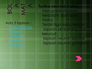 Ada 3 lapisan :
1. Tunika fibrosa
2. Tunika
vaskuola
3. Tunika
nervosa
Tunika nervosa (retin)
- Merupakan lapisan
terdalam dari bola
mata.
- Terdiri tiga lapis neuron :
lapisan sel batang dan
kerucut
lapisan neuron bipolar
lapisan neuron ganglion
 