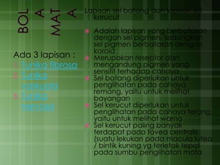 Ada 3 lapisan :
1. Tunika fibrosa
2. Tunika
vaskuola
3. Tunika
nervosa
Lapisan sel batang dan lapisan sel
kerucut
 Adalah lapisan yang berbatasan
dengan sel pigmen, sedangkan
sel pigmen berbatasan dengan
koroid
 Merupakan reseptor dan
mengandung pigmen yang
sensitif terhadap cahaya
 Sel batang diperlukan untuk
penglihatan pada cahaya
remang, yaitu untuk melihat
bayangan
 Sel kerucut diperlukan untuk
penglihatan pada cahaya terang,
yaitu untuk melihat warna
 Sel kerucut paling banyak
terdapat pada fovea centralis
(suatu lekukan pada macula lutea
/ bintik kuning yg terletak tepat
pada sumbu penglihatan mata
 