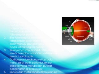 MEKANISME
PENGLIHATAN
1. Cahaya yang ditangkap mata secara
berturut-turut akan melalui kornea,
aqueus humor, pupil, lensa, vitreus
humor, dan akhirnya ditangkap
fotoreseptor pada retina
2. Bila fotoreseptor menerima
rangsangan sinar, maka impuls saraf
akan menuju ganglia yang terdapat
pada retina bagian depan
3. Selanjutnya impuls saraf diteruskan ke
serabut-serabut saraf dan akhirnya ke
serabut saraf optik.
4. Dari bagian belakang setiap bola
mata, saraf optik berlanjut ke lobi
osipetal yang merupakan puasat
penglihatan di otak besar
5. Impuls dari mata kanan diteruskan ke
 