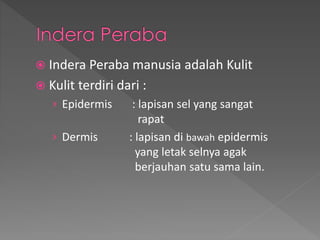  Indera Peraba manusia adalah Kulit
 Kulit terdiri dari :
› Epidermis : lapisan sel yang sangat
rapat
› Dermis : lapisan di bawah epidermis
yang letak selnya agak
berjauhan satu sama lain.
 
