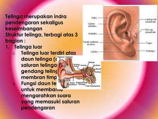 Telinga merupakan indra
pendengaran sekaligus
keseimbangan
Struktur telinga, terbagi atas 3
bagian :
1. Telinga luar
o Telinga luar terdiri atas
daun telinga (aurikel),
saluran telinga dan
gendang telinga /
membran timpani
o Fungsi daun telinga
untuk membantu
mengarahkan suara
yang memasuki saluran
pendengaran
 
