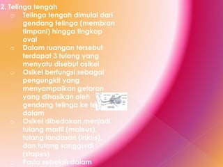 2. Telinga tengah
o Telinga tengah dimulai dari
gendang telinga (membran
timpani) hingga tingkap
oval
o Dalam ruangan tersebut
terdapat 3 tulang yang
menyatu disebut osikel
o Osikel berfungsi sebagai
pengungkit yang
menyampaikan getaran
yang dihasikan oleh
gendang telinga ke telinga
dalam
o Osikel dibedakan menjadi
tulang martil (maleus),
tulang landasan (inkus),
dan tulang sanggurdi
(stapes)
o Pada sebelah dalam
 