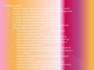 3. Telinga dalam
o Telinga dalam tersusun dari 2 bagian utama, yaitu :
koklea (rumah siput) dan saluran setengah lingkaran
o Koklea terbagi menjadi 3 bagian :
a. Skala vestibuli terletak dibagian dorsal
b. Skala media terletak dibagian tengah
c. Skala timpani terletak dibagian pentral
o Pipa tengah berisi cairan endolimfa, vestibuli dan
timpani berisi cairan perilimfe
 Diantara pipa tengah dan timpani
terdapat selaput basilar
 Pada selaput tersebut terdapat sel-sel yang
membentuk organ pendengaran sebenarnya,
yaitu organ corti. Pada ujung organ tersebut
terdapat sel-sel rambut
 Didalam rumah siput, tepatnya di pipa vestibuli
terdapat 2 kantong kecil berongga, yaitu sakulus
dan utrikulus
 Saluran setengah lingkaran merupakan organ
keseimbangan
 Organ tersebut terdiri atas 3 saluran yang
berbentuk setengah lingkaran dan didalamnya
berisi banyak reseptor dan cairan yang
 