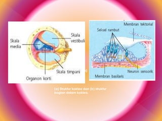 (a) Struktur koklea dan (b) struktur
bagian dalam koklea.
(a) (b)
 