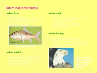 Sistem Indera Vertebrata
Ikan memiliki indera gurat sisi,
mata, alat pendengaran,
dan alat pembau.
Indera ikan
Reptil memiliki indera pembau
yang tajam, namun
penglihatannya kurang
berkembang.
Indera reptil
Indera amfibi
Gurat sisi pada ikan.
Katak memiliki kelopak mata
dan selaput tidur yang
melindungi mata.
Burung memiliki indera
penglihatan dan keseimbangan
yang berkembang baik untuk
melihat mangsa
Indera burung
Burung memiliki
indera penglihatan
yang sangat baik
untuk melihat
mangsa.
 