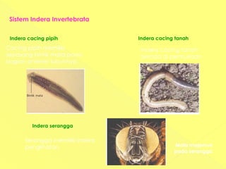 Sistem Indera Invertebrata
Cacing pipih memiliki
sepasang bintik mata pada
bagian anterior tubuhnya.
Indera cacing pipih
Indera cacing tanah
berada di permukaan
tubuhnya.
Indera cacing tanah
Serangga memiliki indera
penglihatan.
Indera serangga
Mata majemuk
pada serangga.
 