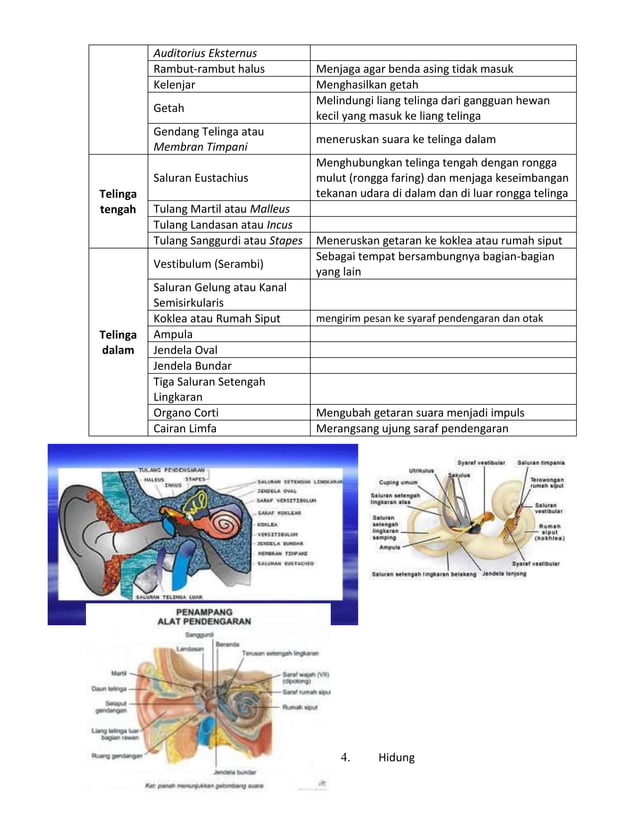 Alat indra pada manusiA | PDF