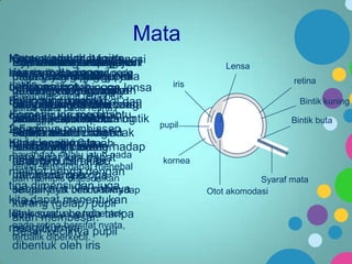 Mata
Kornea mata alat berfungsi
adalah indra
Mata akomodasibagian
Otot mata berfungsi untuk
Lensaadalah berfungsi
Syaraf merupakan layar
Bintik buta merupakan
Retinakuning merupakan
Iris merupakanbagian
Pupil adalah lubang kecil
membentuk iris paling peka
depanyangbayangan pada
kita yang danyang peka
menarik berfungsi
membawa mendorng
bagian yang tidak
pada matauntuk
mata mata mengatur
di tengah sinyal-sinyal
yang
retina. mata sehingga
berfungsiyang pupil lensa
untuk melihat. dihasilkan
lensa
gambar cahaya.
terhadap untuk Bila
menangkap bayangan
besar-kesilnya
berfungsiyang terbentuk
mengatur
Bayangan
melindungimemiliki lensa
Bolajuga memberi yang
matamatapada retina dan
dapat menebal
oleh dibentuk suatu
Bila tepat cahaya
bayangan mata
yangmata suatu benda
Iris bayangan oleh
banyaknyake otak.
harus
Korneapada membantu
diameterdapatmatakuning
menipis. kurang lebihbintik
benda
jatuh
mata pada bintik
warna jatuh terlihat
masuk kedalam bola
sehinggajuga tepat di
terjadinya pembiasan
2,5 cm. jelas benda tidak
dengan akan terlihat
buta,
benda
Retina hitam
seperti adalah bagian
mata.maka dan
Untuk lensa mata terhadap
padacahaya mata.
Kita memiliki terlalu
terlihat jelas.
sangat oleh orang
mata untuk 2 buah
coklatyang peka
Bila mengatur agar
bayangan selalu jatuh
mata agar dan hijaupada
cahaya
asia, biru kita dapat
terang, pupil akan
retina, lensa dapat menebal
melihatorang eropa
untuk benda
mengecil, dan dengan
dan menipis disesuaikan
tiga dimensibila cahaya
sebaliknya dan terhadap
dengan jarak bendajuga
kita dapat menentukan
mata. (gelap) pupil
kurang
Bayangan yang terbentuk
letak suatu benda tanpa
akan membesar.
pada retina bersifat nyata,
mengukurnya pupil
Besar-kecilnya
terbalik diperkecil.
dibentuk oleh iris

Lensa
iris

retina
Bintik kuning

pupil

Bintik buta

kornea
Syaraf mata
Otot akomodasi

 