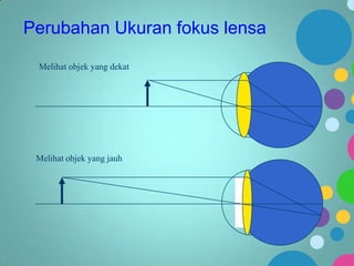 Perubahan Ukuran fokus lensa
Melihat objek yang dekat

Melihat objek yang jauh

 
