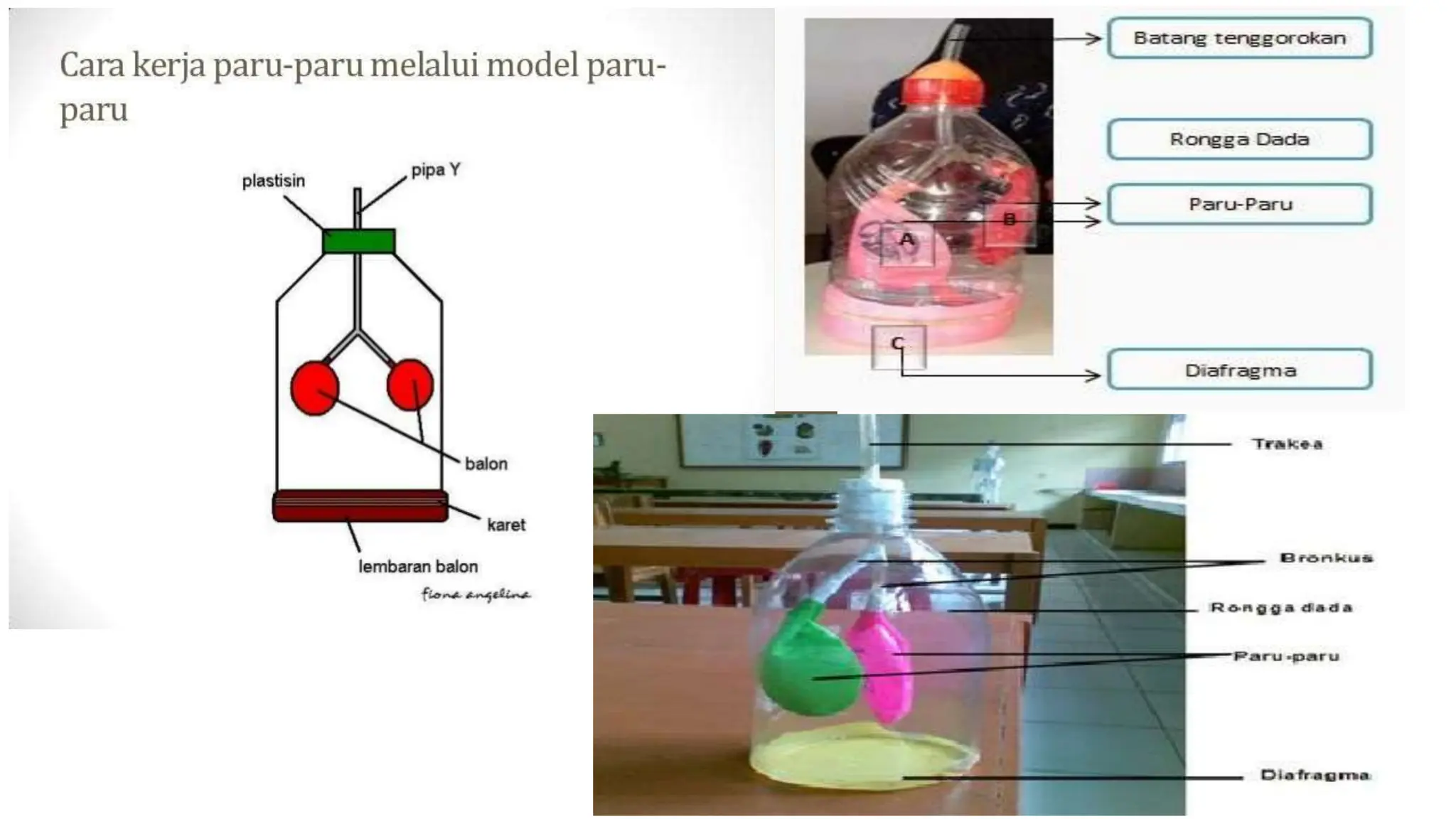 alat peraga membuat organ pernapasan manusia | PPT