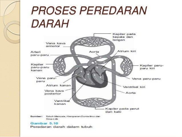Alat peredaran darah