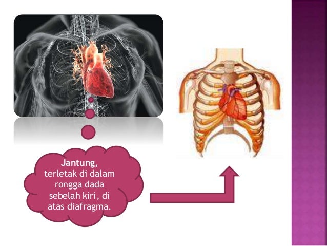 Alat Peredaran Darah