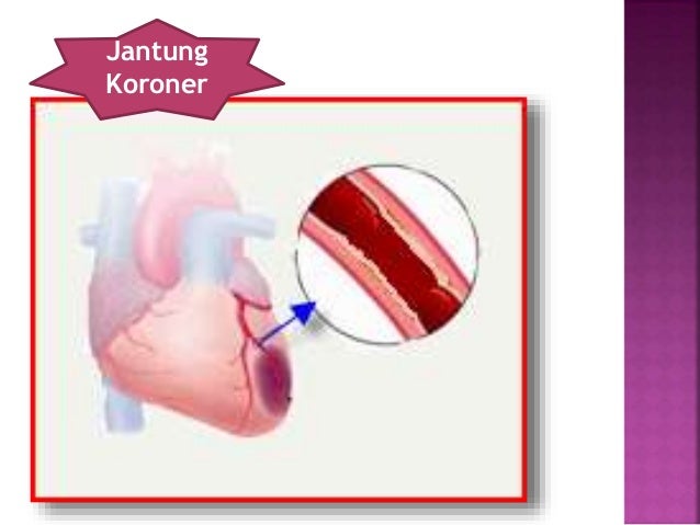 Alat Peredaran Darah