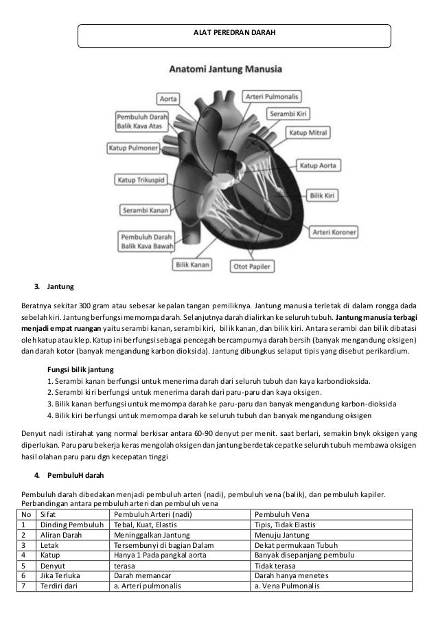 Bagian jantung yang banyak mengandung karbondioksida