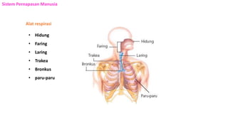 Sistem Pernapasan Manusia
Alat respirasi
• Hidung
• Faring
• Laring
• Trakea
• Bronkus
• paru-paru
 