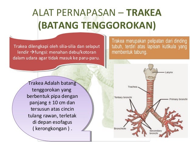 Alat Pernapasan Manusia