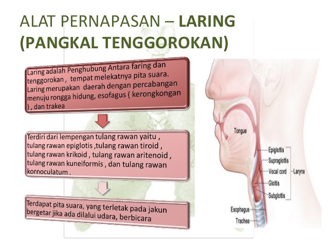 Alat Pernapasan Manusia