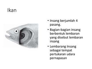 Ikan
• Insang berjumlah 4
pasang.
• Bagian-bagian insang
berbentuk lembaran
yang disebut lembaran
insang
• Lembarang Insang
sebagai tempat
pertukaran udara
pernapasan
 