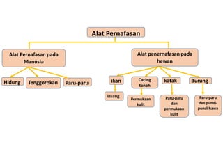 Alat Pernafasan
Alat Pernafasan pada
Manusia
•
Hidung Tenggorokan Paru-paru
Alat penernafasan pada
hewan
ikan Cacing
tanah
katak Burung
insang
Permukaan
kulit
Paru-paru
dan
permukaan
kulit
Paru-paru
dan pundi-
pundi hawa
 
